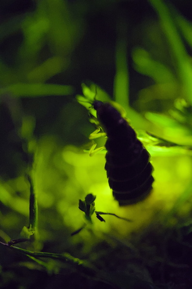 DSCF5099.jpg
