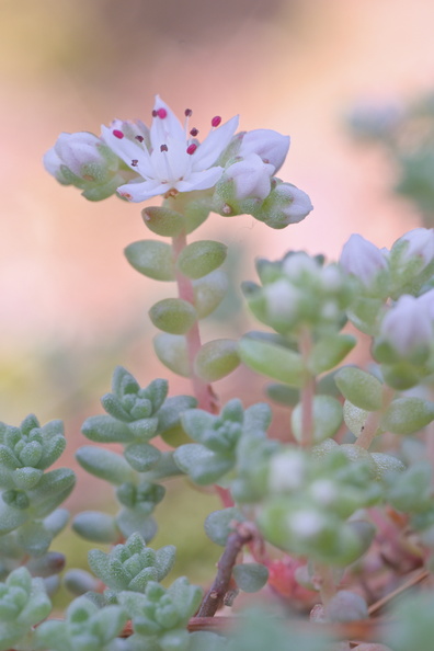 DSCF5780.jpg