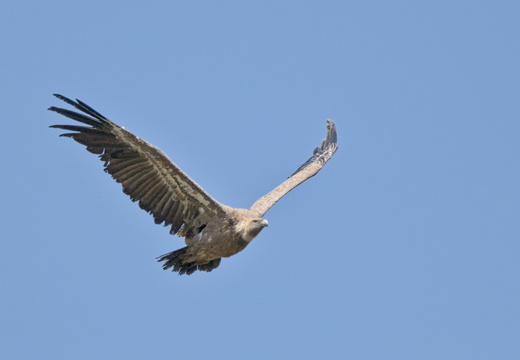 Vautour fauve