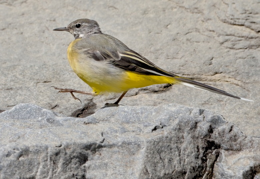 Bergeronnette des ruisseaux